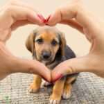 Convivir con una mascota: ¡Beneficios asegurados!