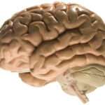 Descubre la increíble plasticidad cerebral