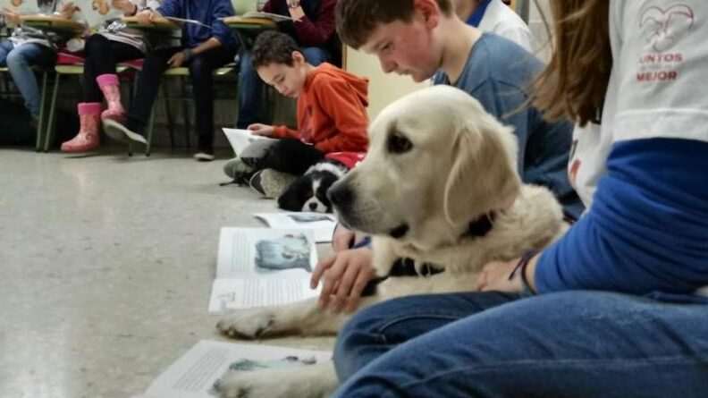 Importancia De Las Mascotas En La Educación Infantil Pereda