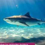 Curiosidades sobre océanos y mares: Preguntas de los niños respondidas