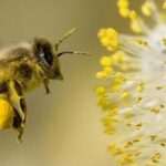 El Rol Vital de las Abejas: Descubre su Importancia a través de la Curiosidad Infantil
