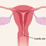 Proceso de Reproducción Humana: Preguntas y Respuestas para Padres