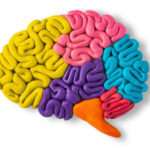 El cerebro explicado para niños