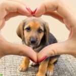 Beneficios de convivir con una mascota en casa