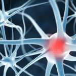 ¿Qué es la Plasticidad Cerebral?